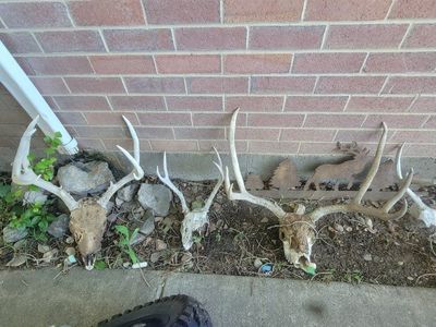 Mule deer skulls with antlers