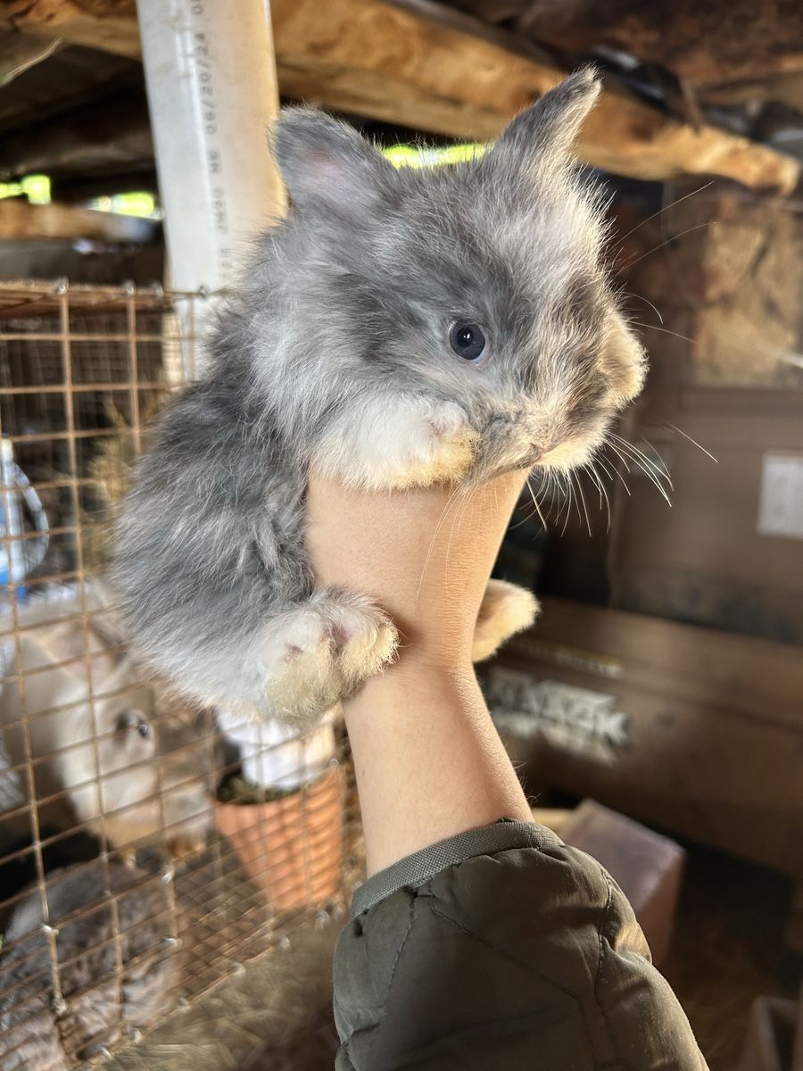 Purebred English Angora