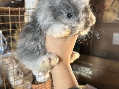 Purebred English Angora