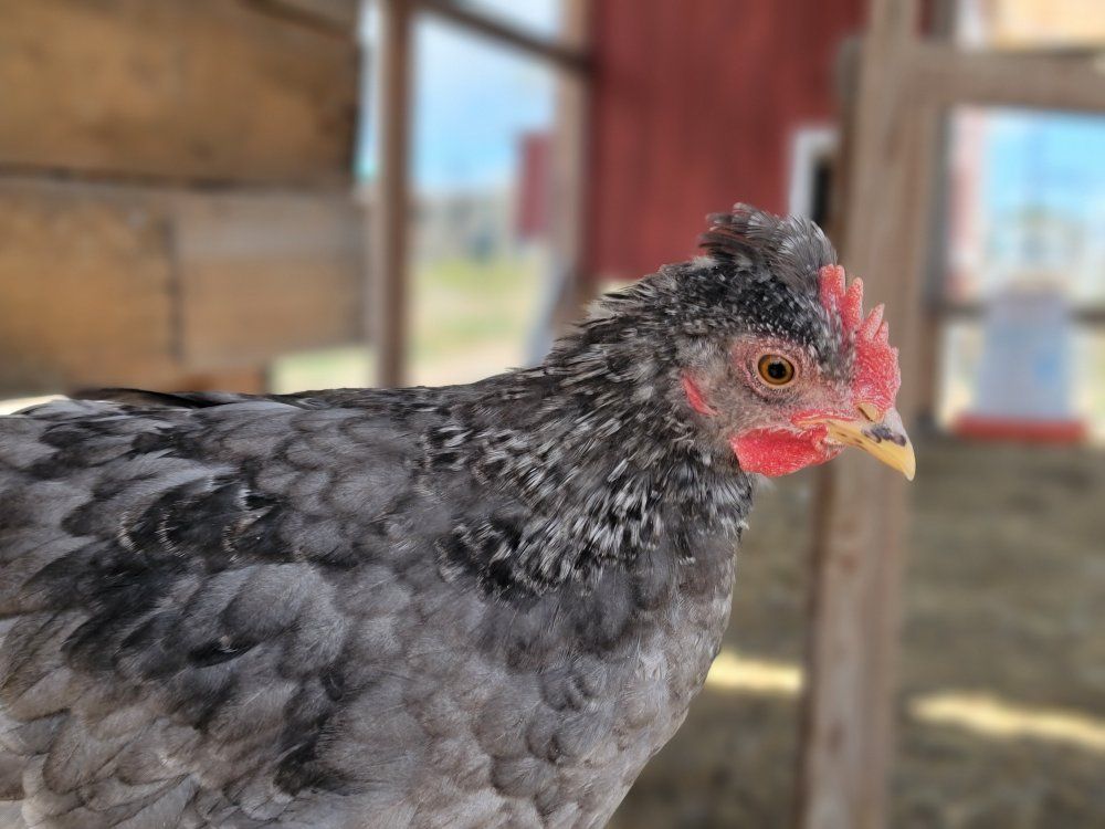 Ice Cream Bar Cockerels