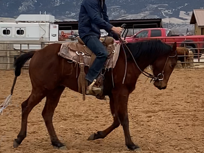 2 year old started gelding