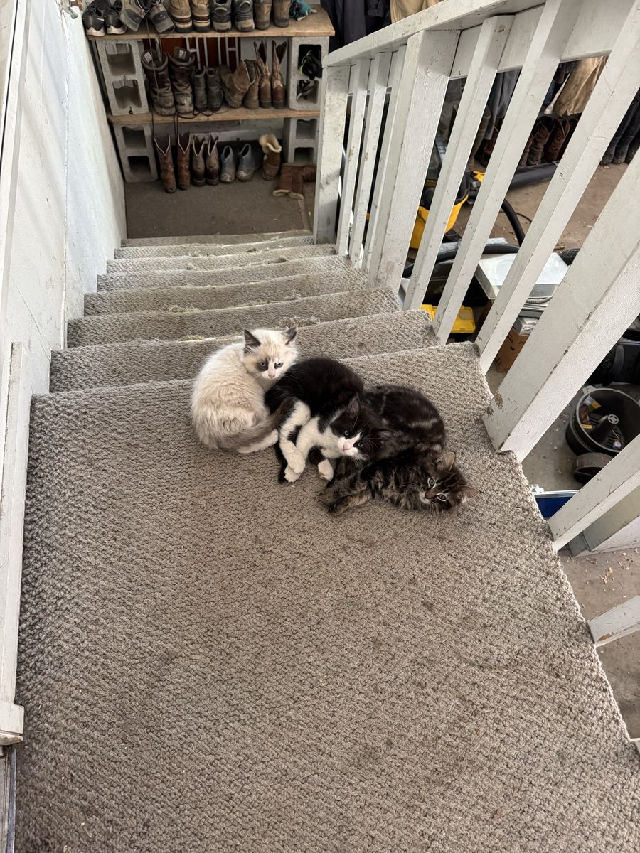 Kittens