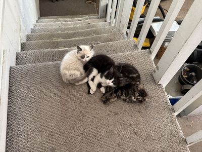 Kittens