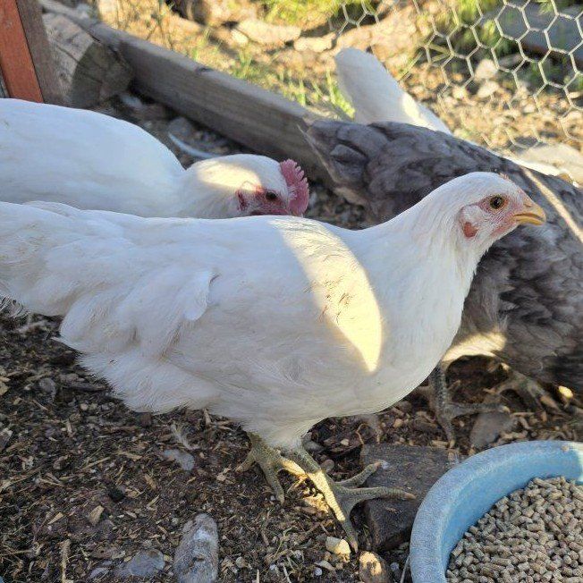 Silverrud Blue coop ready pullets *rare breed*
