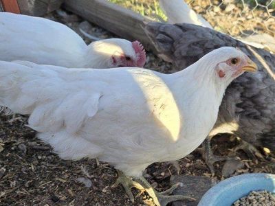 Silverrud Blue coop ready pullets *rare breed*