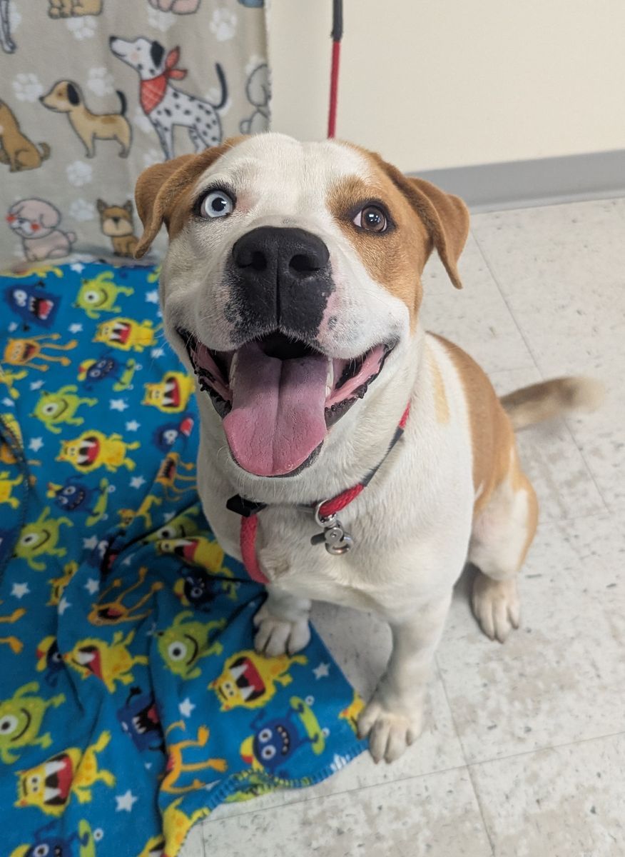 A160860 Geronimo is Available for Adoption!