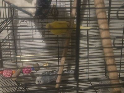 2 parakeets