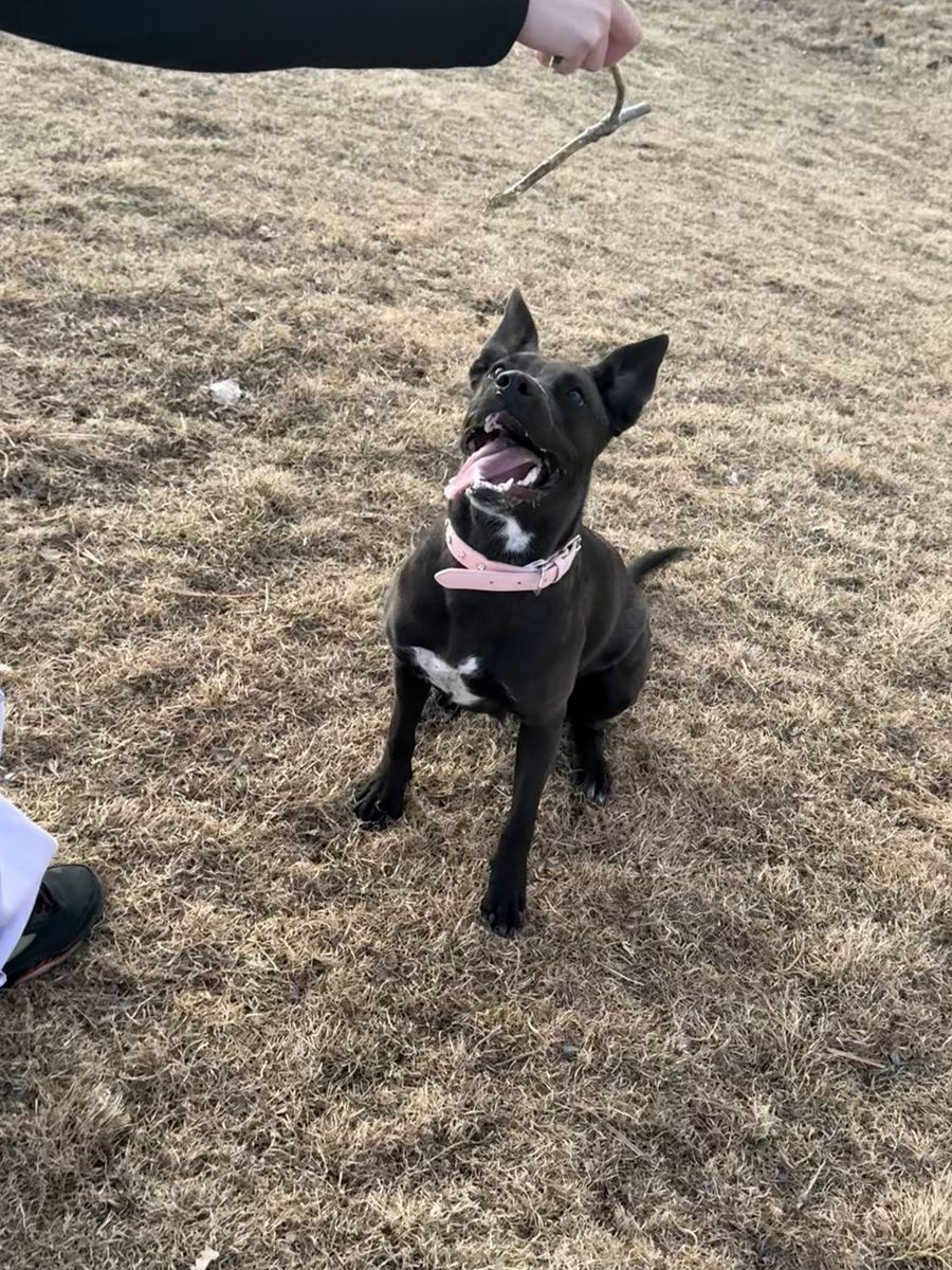 1 yr old pitbull shepherd needs rehoming
