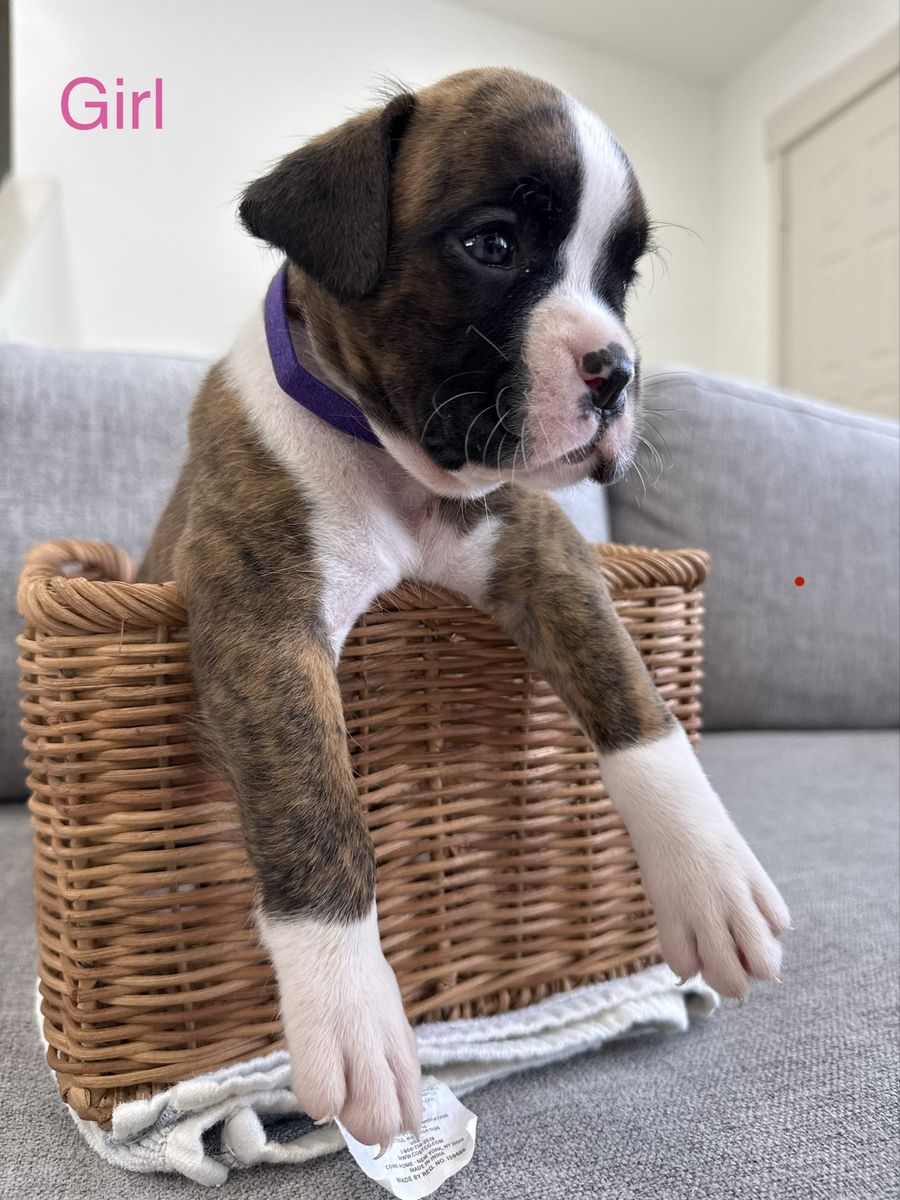 AKC boxer puppies