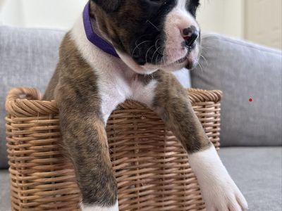 AKC boxer puppies