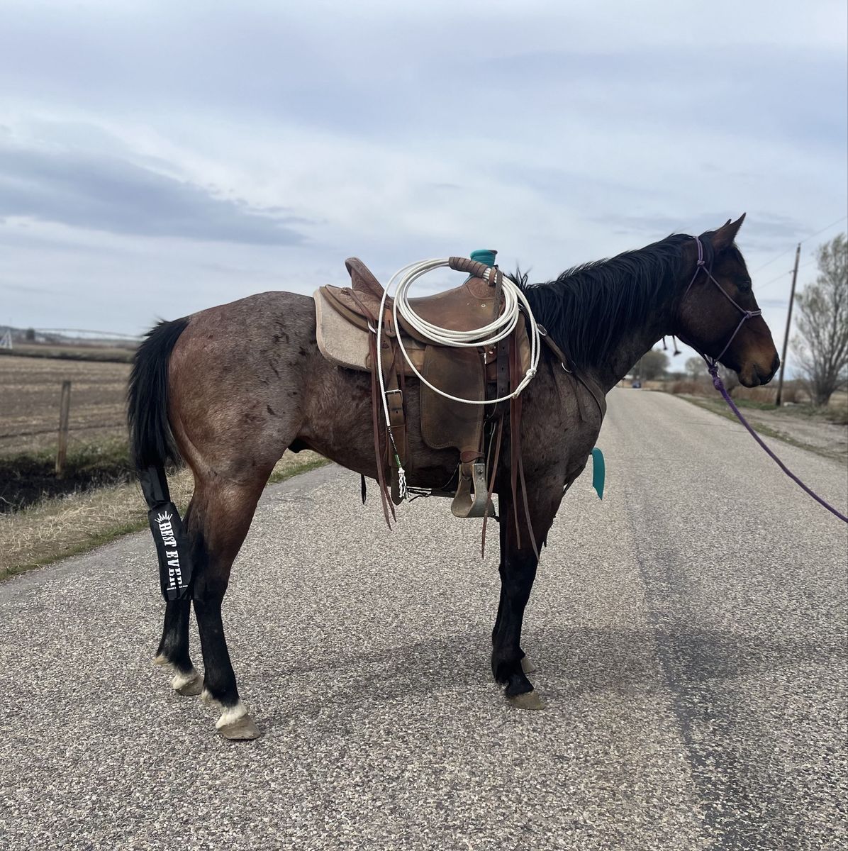 Cowboy Horse On Cowboy Budget