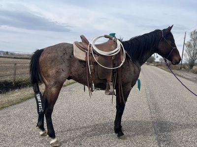Cowboy Horse On Cowboy Budget