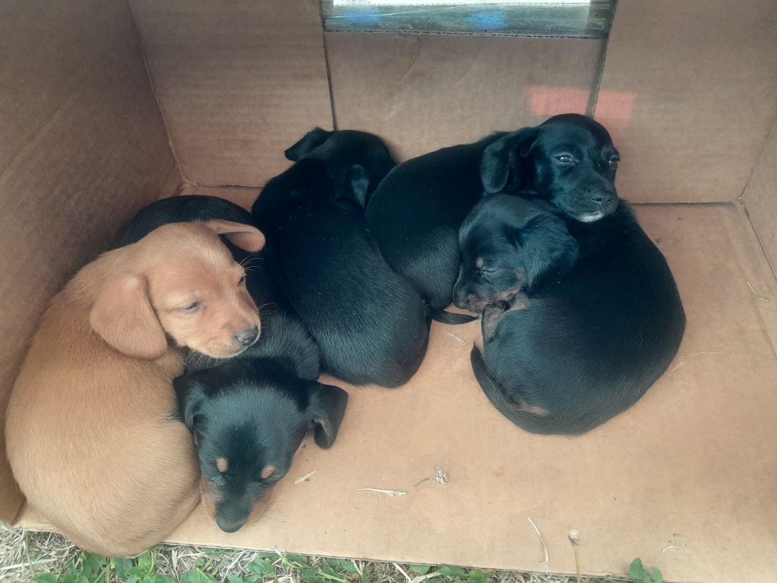 Purebred mini daushand puppies
