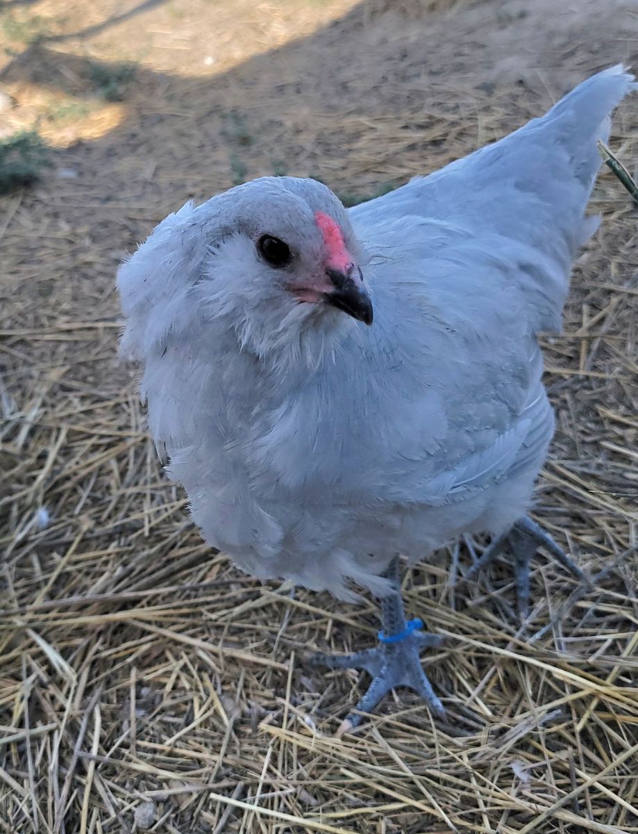 Self Blue Ameraucana Young Roosters