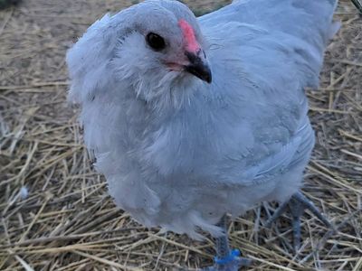 Self Blue Ameraucana Young Roosters