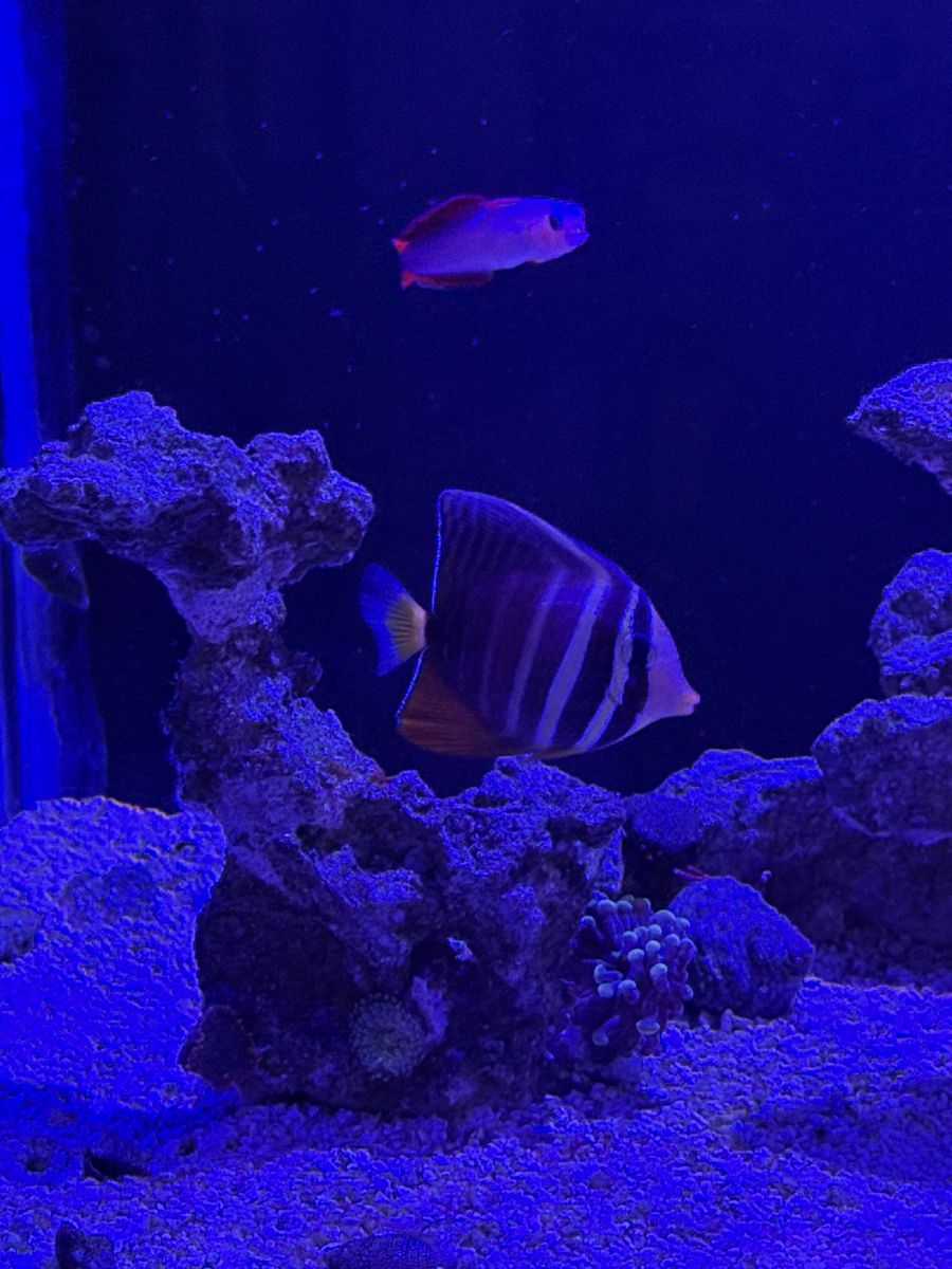 Sailfin tang