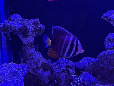 Sailfin tang