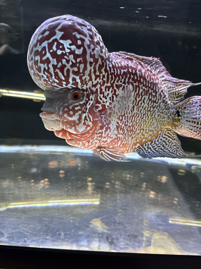 F3 Kamfa Flowerhorn
