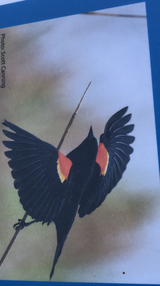 Scott Canning Red-Winged Blackbird