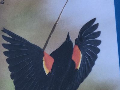 Scott Canning Red-Winged Blackbird