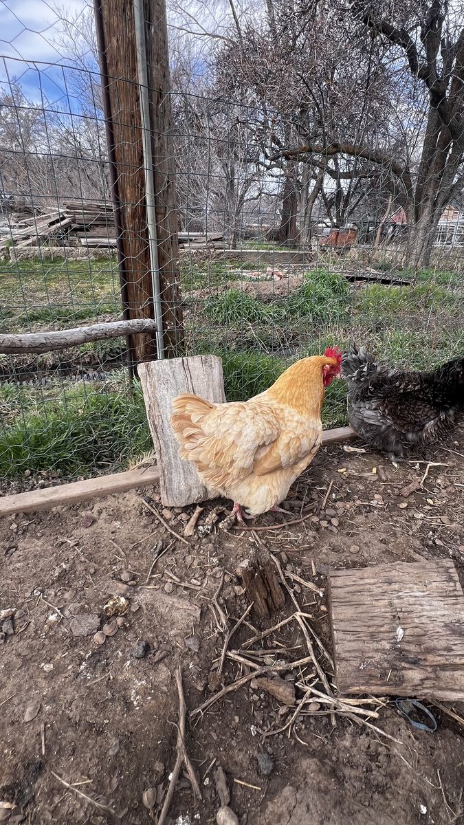 5 Laying Hens