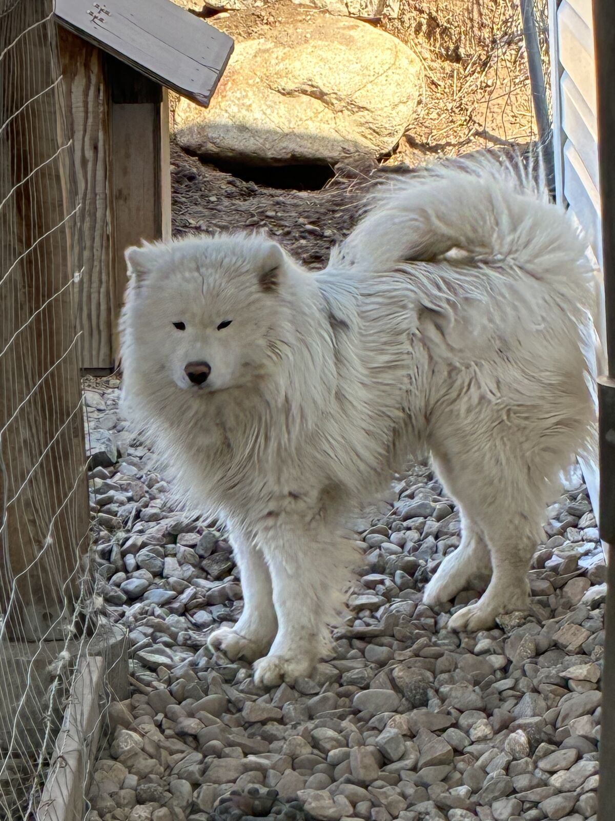 Samoyed dog for sale