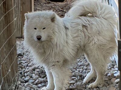 Samoyed dog for sale