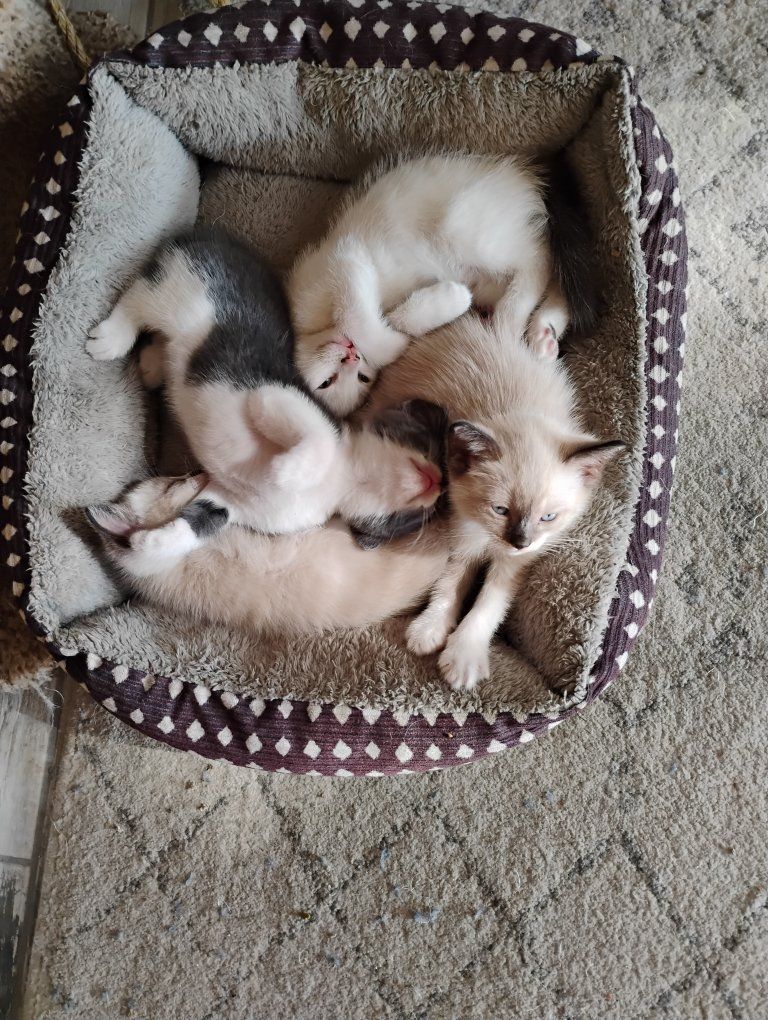 kittens