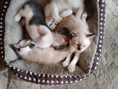 kittens