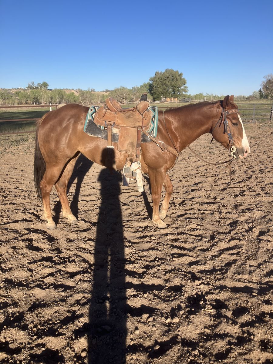 7 year old wimpy little step bred mare
