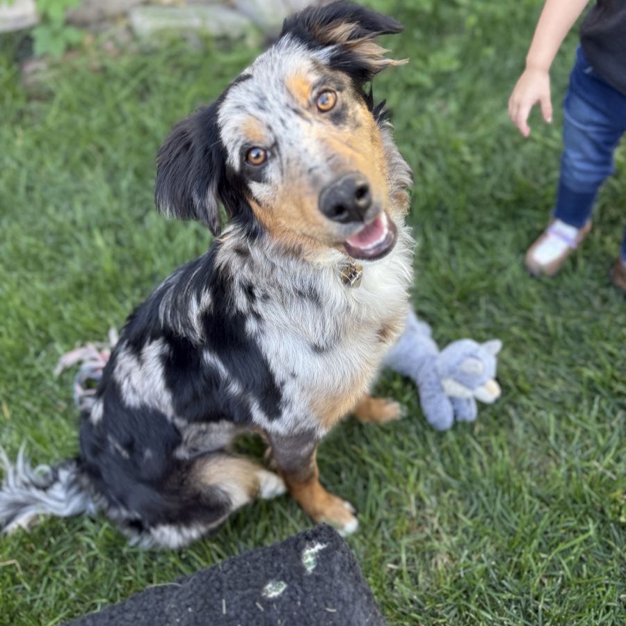Around 1 year old Aussie border collie