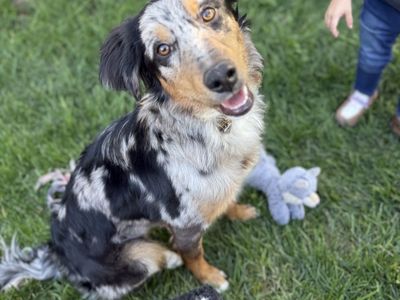 Around 1 year old Aussie border collie