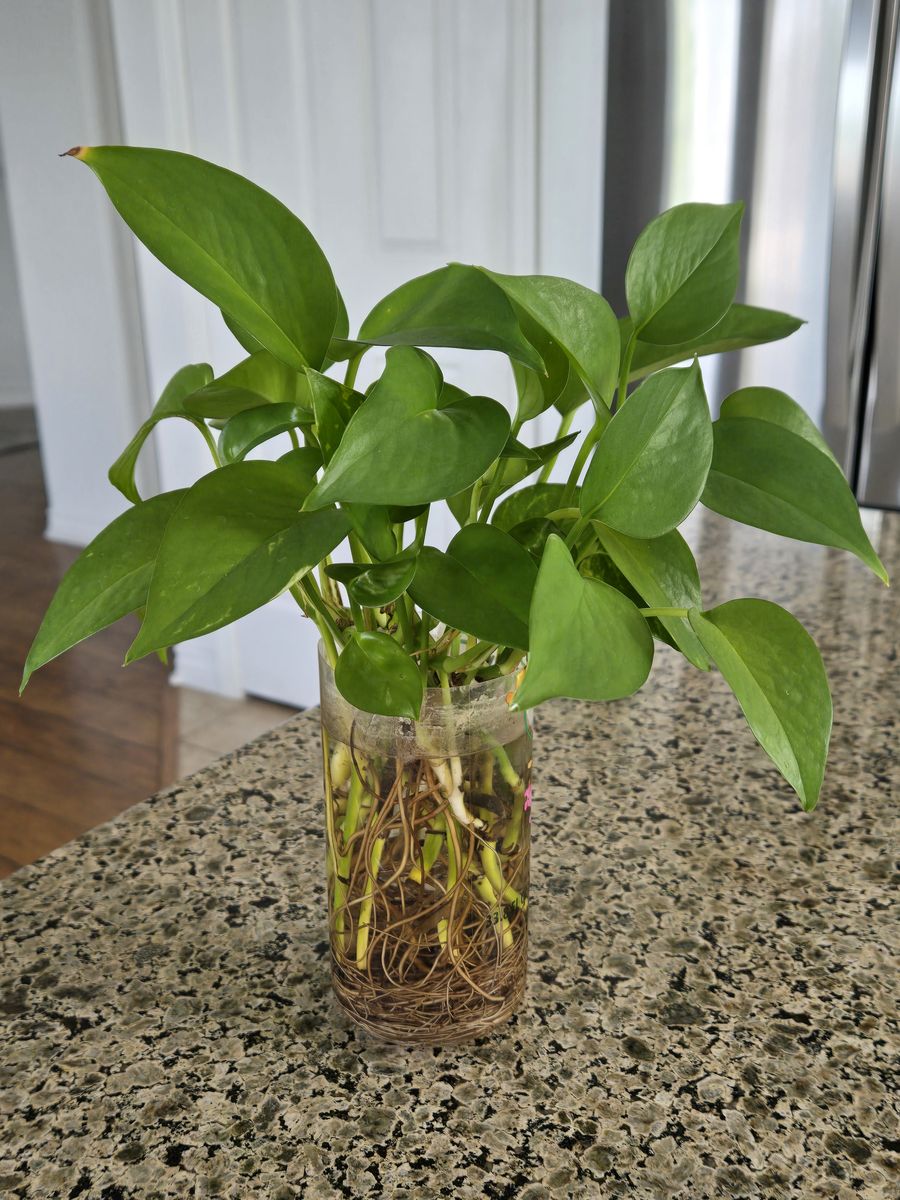 Pothos