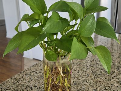 Pothos