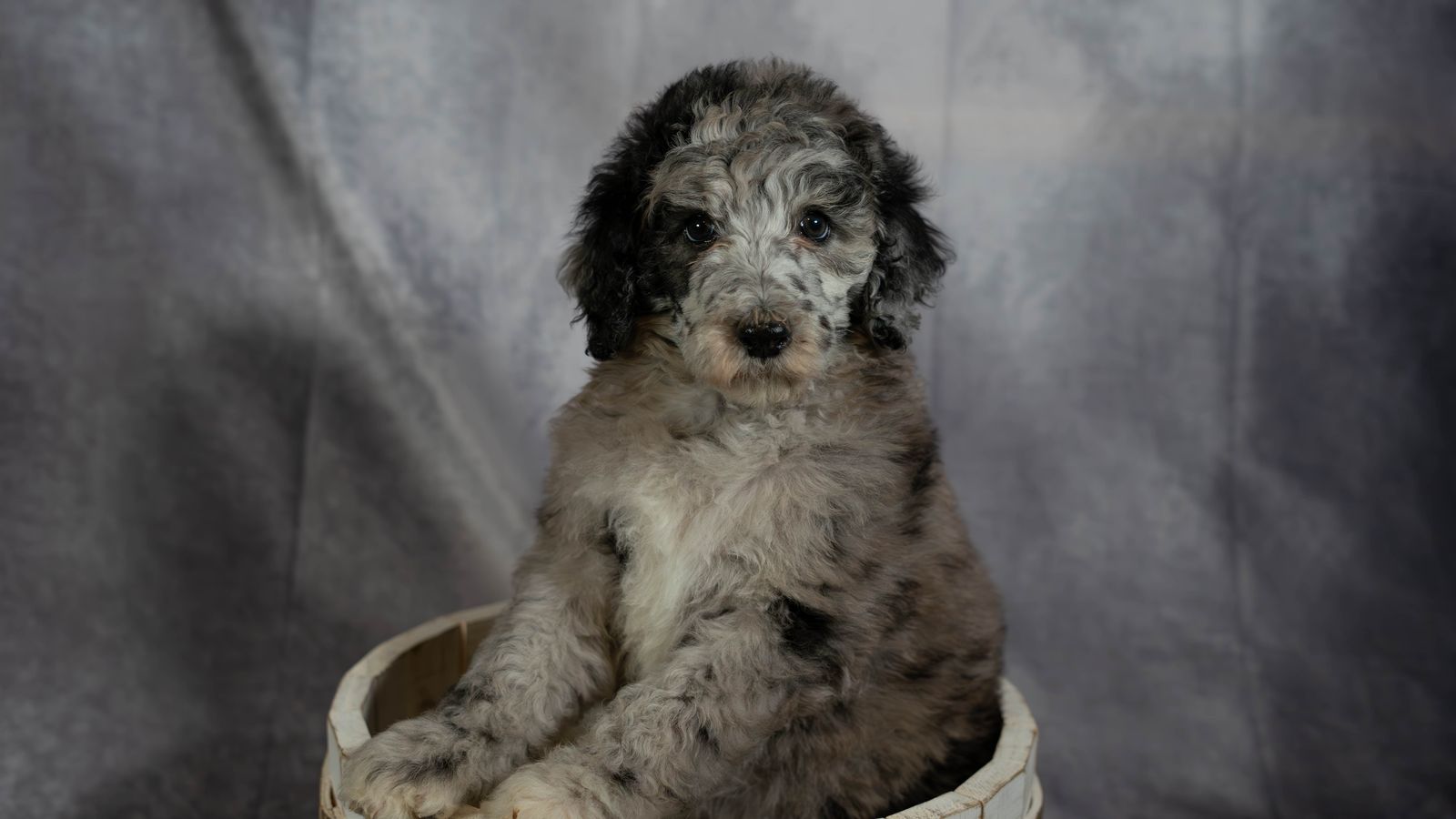 HEALTH TESTED STANDARD POODLES