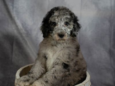 HEALTH TESTED STANDARD POODLES