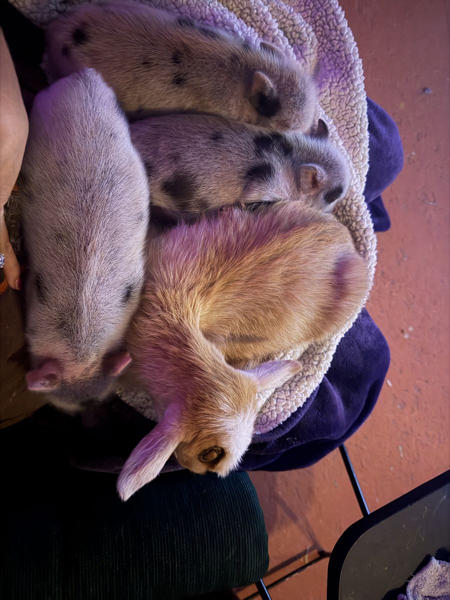 Mini Juliana Pigs, Baby Pigs, Piglets