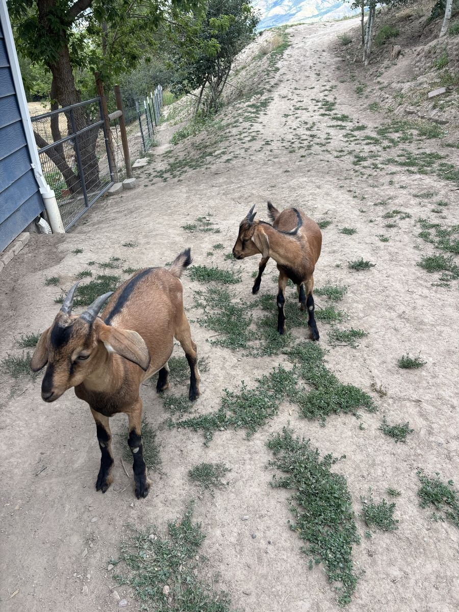 2 weathered goats