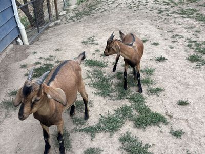 2 weathered goats