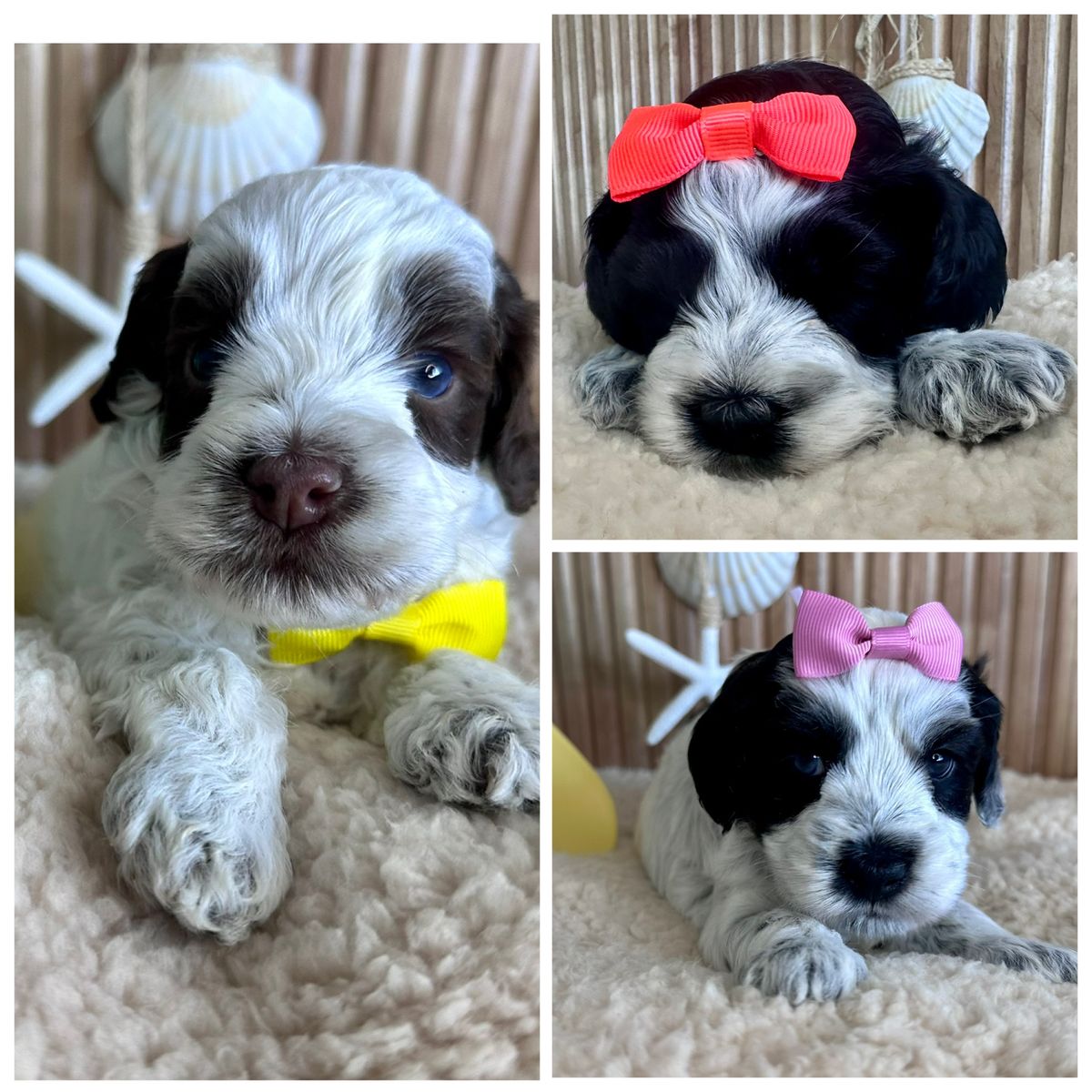 Australian labradoodle puppies
