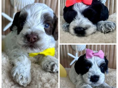 Australian labradoodle puppies