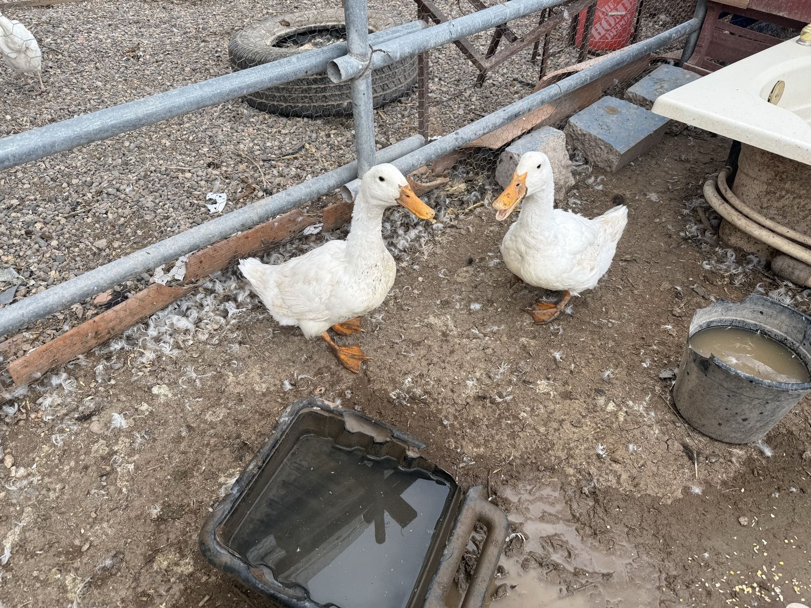 Ducks
