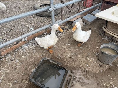 Ducks