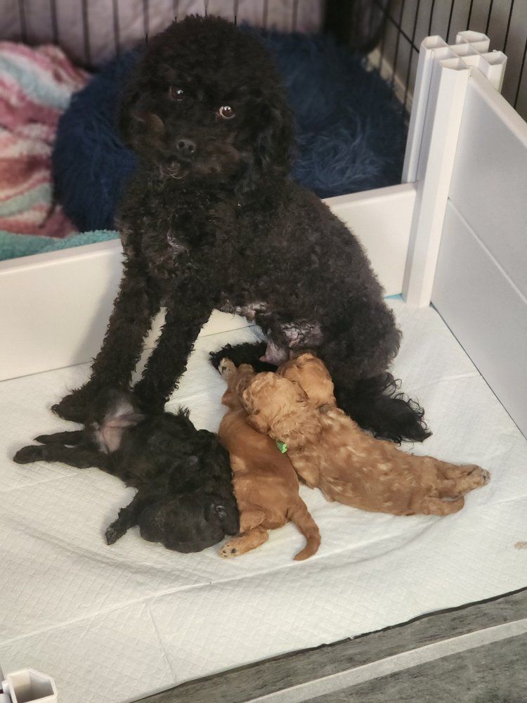 F1BB Cavapoos