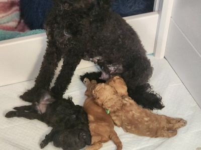 F1BB Cavapoos