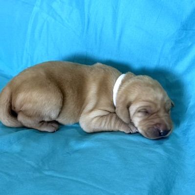 AKC Yellow Lab Puppies
