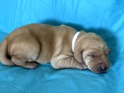 AKC Yellow Lab Puppies