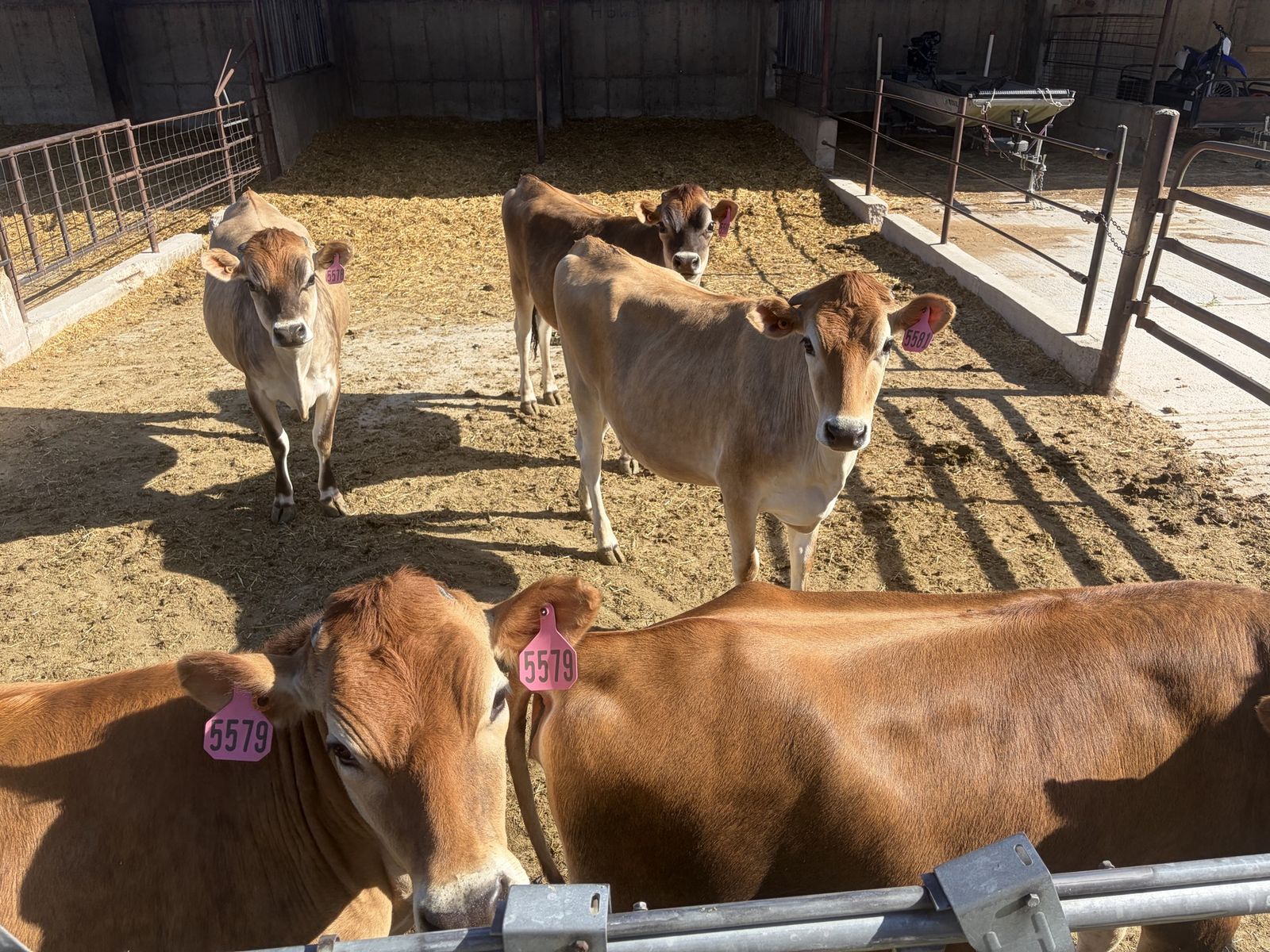 Jersey heifer