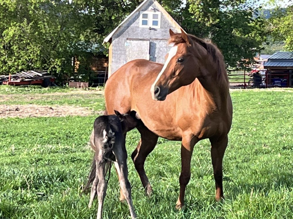 Frenchmans Guy Broodmare For Sale