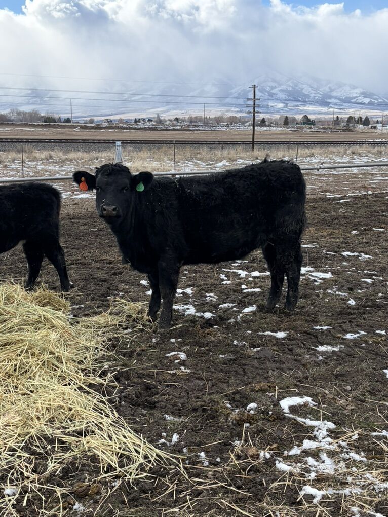 Bred Heifers